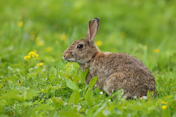 Wild Rabbit (Oryctolagus cuniculus) sitting in a field.