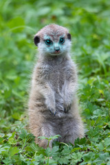 Portrait of young, baby Meerkat Suricata suricatta, African native animal, small carnivore.