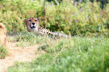 The Northeast African cheetah (Acinonyx jubatus soemmeringii) lying in thick grass.Cheetah in the green.