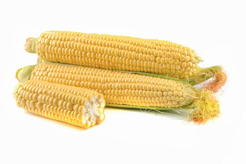 Fresh yellow ears of sweet dessert corn on a white background, close-up.horizontal view