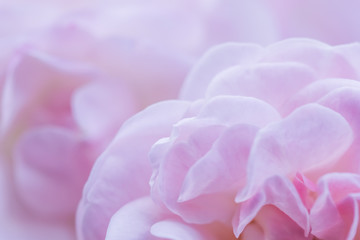 Soft focus, abstract floral background, pink rose flower petals. Macro flowers backdrop for holiday brand design