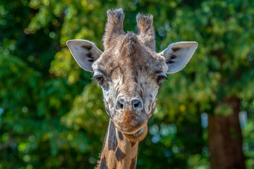 Naklejka na ściany i meble Closeup view of giraffe face 