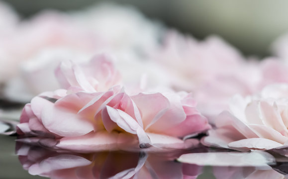 Pale pink rose flowers and white petals on the water. For a water festival or spa © OLAYOLA