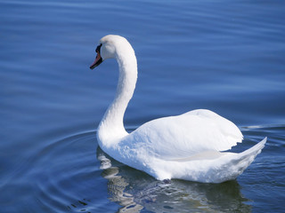 水面を泳ぐ白鳥