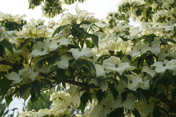 Fototapeta na wymiar Showy and bright flowering dogwood tree with biscuit-shaped flowers close up.