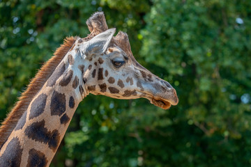 Closeup view of giraffe face 