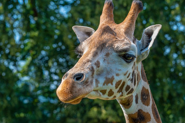 Closeup view of giraffe face 