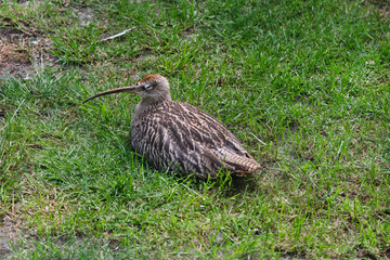 A cute Curlew chick, lies in a grassy field