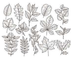 Hand drawn forest leaves. Autumn leaf sketch, nature elements. Botanical oak branch, fall foliage and plants vector illustration. Autumn foliage flora drawing