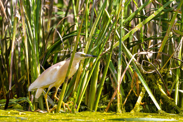 The squacco heron (Ardeola ralloides) in the Danube Delta Biosphere Reserve in Romania