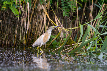 The squacco heron (Ardeola ralloides) in the Danube Delta Biosphere Reserve in Romania