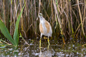 The squacco heron (Ardeola ralloides) in the Danube Delta Biosphere Reserve in Romania