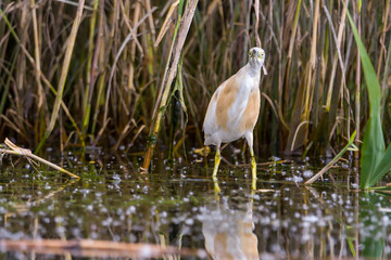 The squacco heron (Ardeola ralloides) in the Danube Delta Biosphere Reserve in Romania