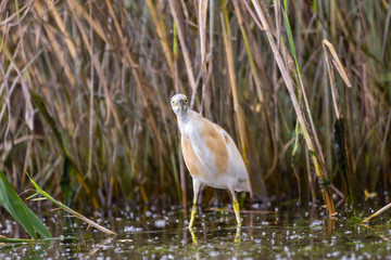 The squacco heron (Ardeola ralloides) in the Danube Delta Biosphere Reserve in Romania