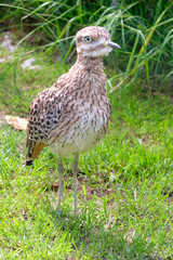 A cute Curlew chick, hunting for food in a grassy field