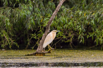 The squacco heron (Ardeola ralloides) in the Danube Delta Biosphere Reserve in Romania