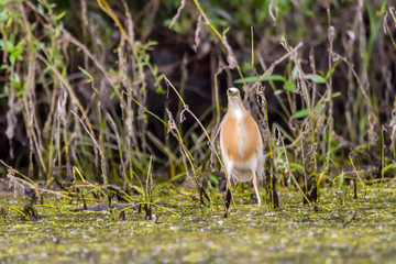 The squacco heron (Ardeola ralloides) in the Danube Delta Biosphere Reserve in Romania