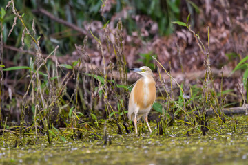 The squacco heron (Ardeola ralloides) in the Danube Delta Biosphere Reserve in Romania