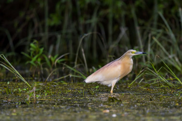The squacco heron (Ardeola ralloides) in the Danube Delta Biosphere Reserve in Romania