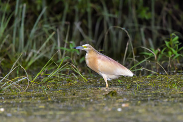 The squacco heron (Ardeola ralloides) in the Danube Delta Biosphere Reserve in Romania