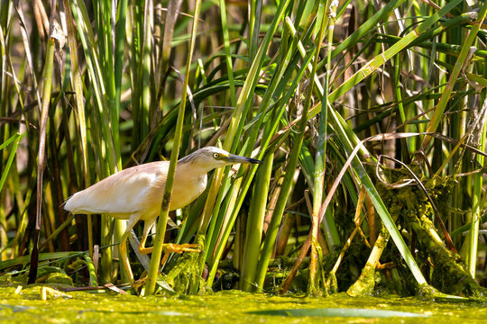 The squacco heron (Ardeola ralloides) in the Danube Delta Biosphere Reserve in Romania