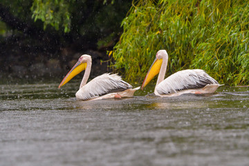 White Pelicans (Pelecanus onocrotalus) swimming in the Danube Delta in the rain