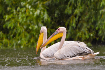 White Pelicans (Pelecanus onocrotalus) swimming in the Danube Delta in the rain