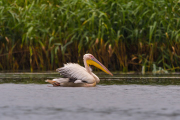 White Pelicans (Pelecanus onocrotalus) swimming in the Danube Delta in the rain