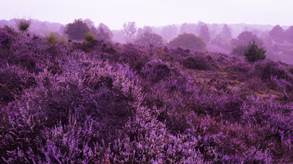 Heide in Posbank im Morgengrauen mit Nebel