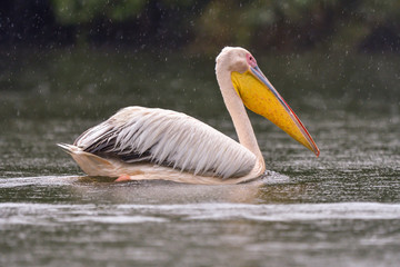 White Pelicans (Pelecanus onocrotalus) swimming in the Danube Delta in the rain