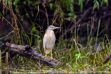 The squacco heron (Ardeola ralloides) in the Danube Delta Biosphere Reserve in Romania