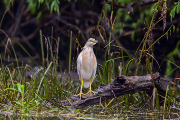 The squacco heron (Ardeola ralloides) in the Danube Delta Biosphere Reserve in Romania