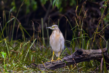 The squacco heron (Ardeola ralloides) in the Danube Delta Biosphere Reserve in Romania