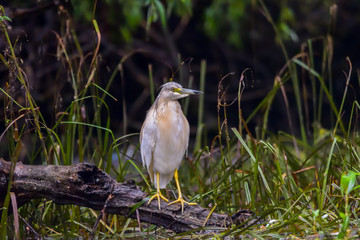 The squacco heron (Ardeola ralloides) in the Danube Delta Biosphere Reserve in Romania