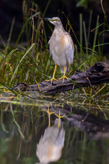 The squacco heron (Ardeola ralloides) in the Danube Delta Biosphere Reserve in Romania