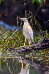 The squacco heron (Ardeola ralloides) in the Danube Delta Biosphere Reserve in Romania