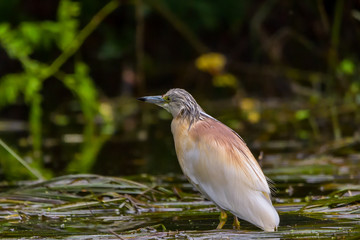 The squacco heron (Ardeola ralloides) in the Danube Delta Biosphere Reserve in Romania