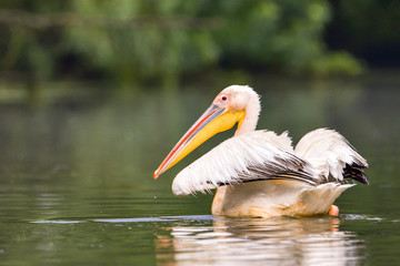 White Pelicans (Pelecanus onocrotalus) swimming in the Danube Delta after rain