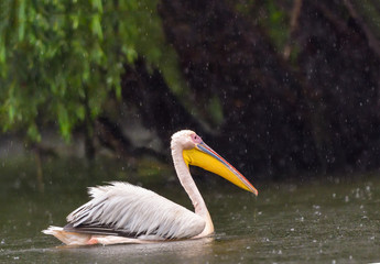 White Pelicans (Pelecanus onocrotalus) swimming in the Danube Delta in the rain