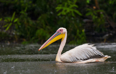 White Pelicans (Pelecanus onocrotalus) swimming in the Danube Delta in the rain