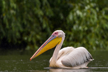 White Pelicans (Pelecanus onocrotalus) swimming in the Danube Delta in the rain