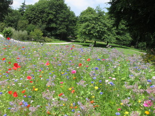 Field of flowers