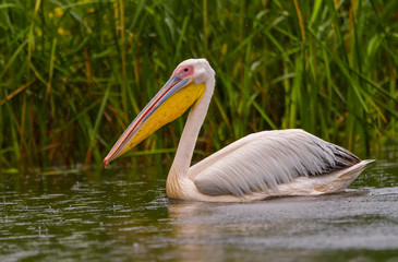 White Pelicans (Pelecanus onocrotalus) swimming in the Danube Delta in the rain