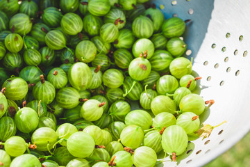 Green berries of a gooseberry close-up.