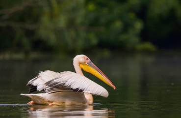 White Pelicans (Pelecanus onocrotalus) swimming in the Danube Delta after rain