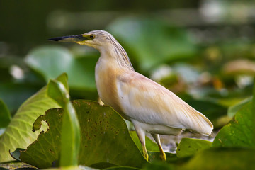 The squacco heron (Ardeola ralloides) in the Danube Delta Biosphere Reserve in Romania
