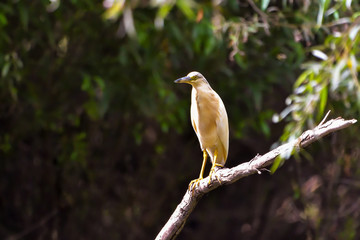 The squacco heron (Ardeola ralloides) in the Danube Delta Biosphere Reserve in Romania