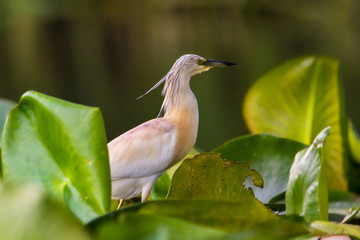 The squacco heron (Ardeola ralloides) in the Danube Delta Biosphere Reserve in Romania