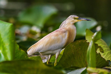 The squacco heron (Ardeola ralloides) in the Danube Delta Biosphere Reserve in Romania