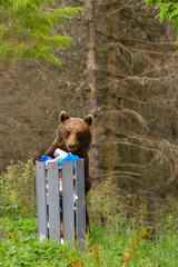 European Brown Bear (Ursus arctos arctos) in natural habitat. Romania